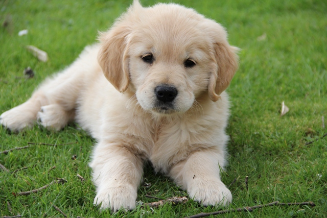 Golden retriever hot sale breed club